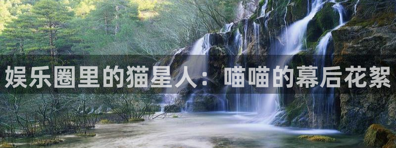 辉达娱乐是什么平台：娱乐圈里的猫星人：喵喵的幕后花絮